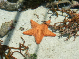 starfishintouchpool.jpg